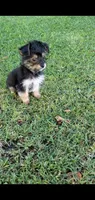 Cooper, a male Yorkshire Terrier for sale in Riverside, CA – 6 of 9