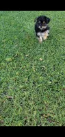 Cooper, a male Yorkshire Terrier for sale in Riverside, CA – 4 of 9