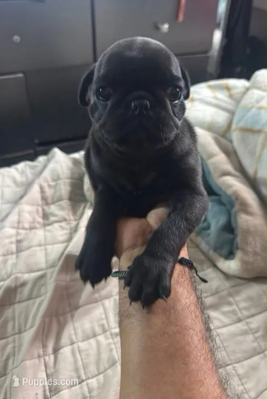 Oreo – Pug puppy for sale in Riverside, CA