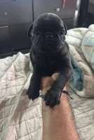 Oreo, a male Pug for sale in Riverside, CA – 1 of 3