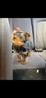 Todd (Mini small size), a male Yorkshire Terrier for sale in Riverside, CA – 4 of 9