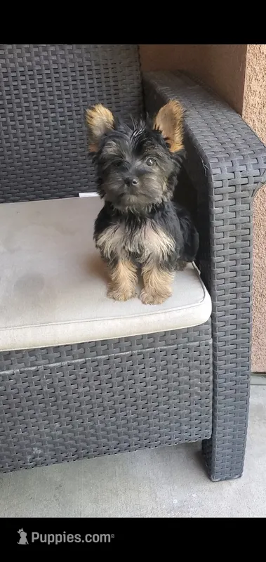 Dazzle (Mini size) – Yorkshire Terrier puppy for sale in Riverside, CA