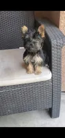 Dazzle (Mini size), a male Yorkshire Terrier for sale in Riverside, CA – 1 of 8