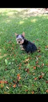 Toby, a male Yorkshire Terrier for sale in Riverside, CA – 3 of 6