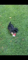 Dazzle, a male Yorkshire Terrier for sale in Riverside, CA – 3 of 8