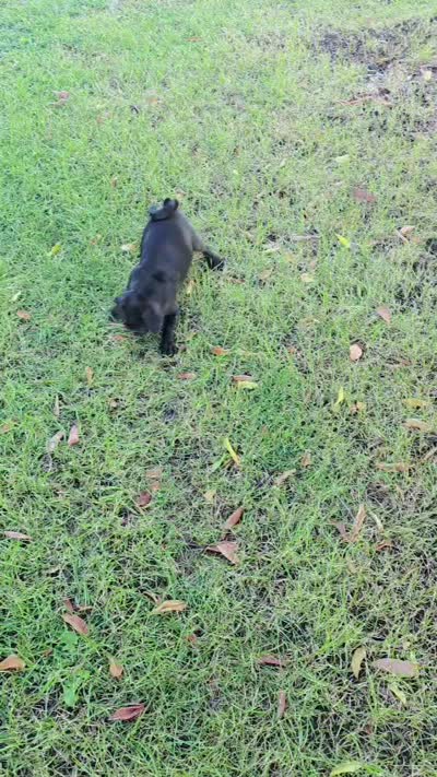 Oreo, a male Pug for sale in Riverside, CA – 7 of 7