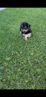 Cooper, a male Yorkshire Terrier for sale in Riverside, CA – 5 of 9