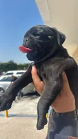 Oreo, a male Pug for sale in Riverside, CA – 2 of 3