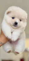 Rocky (Blue eyes), a male Pomeranian for sale in Riverside, CA – 3 of 3
