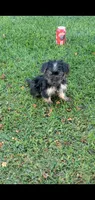 Dazzle, a male Yorkshire Terrier for sale in Riverside, CA – 4 of 8