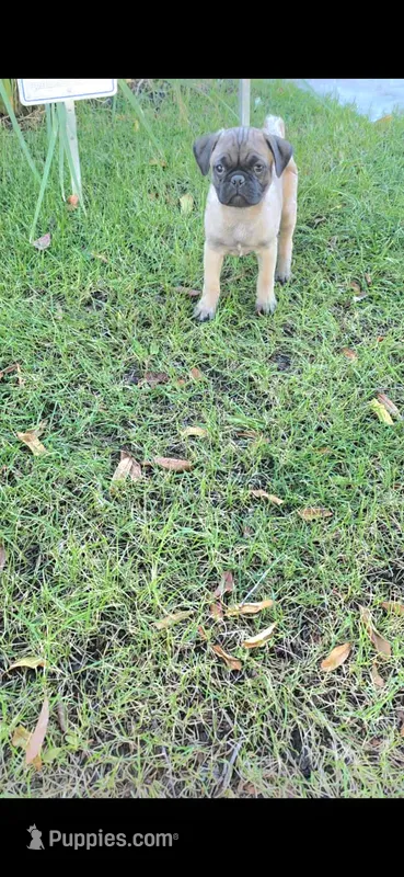 Todd – Pug puppy for sale in Riverside, CA