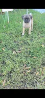 Todd, a male Pug for sale in Riverside, CA – 1 of 9