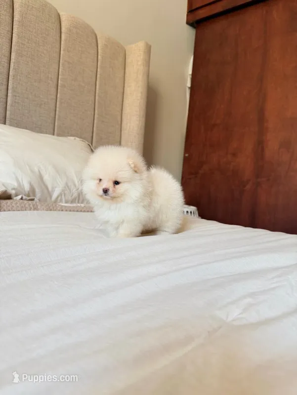 Cooper (Teacup) – Pomeranian puppy for sale in Riverside, CA