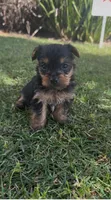 Pearl (Teacup), a female Yorkshire Terrier for sale in Riverside, CA – Photo 2 of 7