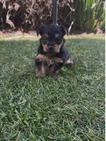 Pearl (Teacup), a female Yorkshire Terrier for sale in Riverside, CA – Photo 4 of 7