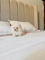 Cooper (Teacup), a male Pomeranian for sale in Riverside, CA – 2 of 4
