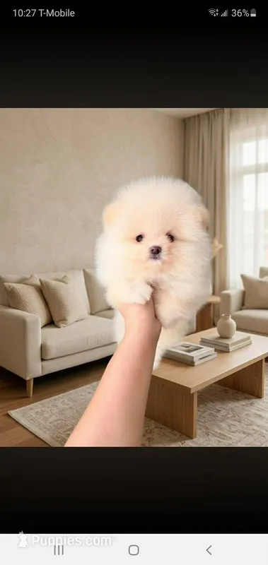 Oreo (Teacup) – Pomeranian puppy for sale in Riverside, CA