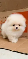 Oreo (Teacup), a male Pomeranian for sale in Riverside, CA – Photo 5 of 5