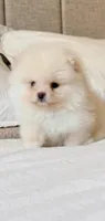 Cooper (Teacup), a male Pomeranian for sale in Riverside, CA – 4 of 4