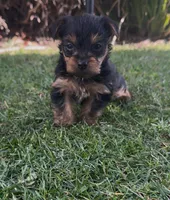 Pearl (Teacup), a female Yorkshire Terrier for sale in Riverside, CA – Photo 3 of 7