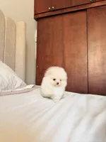Cooper (Teacup), a male Pomeranian for sale in Riverside, CA – 3 of 4