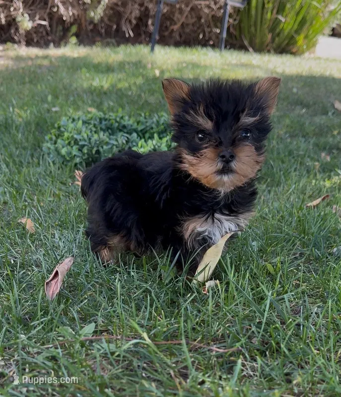 Oreo (Teacup) – Yorkshire Terrier puppy for sale in Riverside, CA