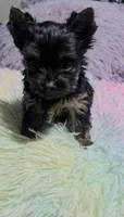 Stella (Teacup), a female Yorkshire Terrier for sale in Riverside, CA – Photo 1 of 6