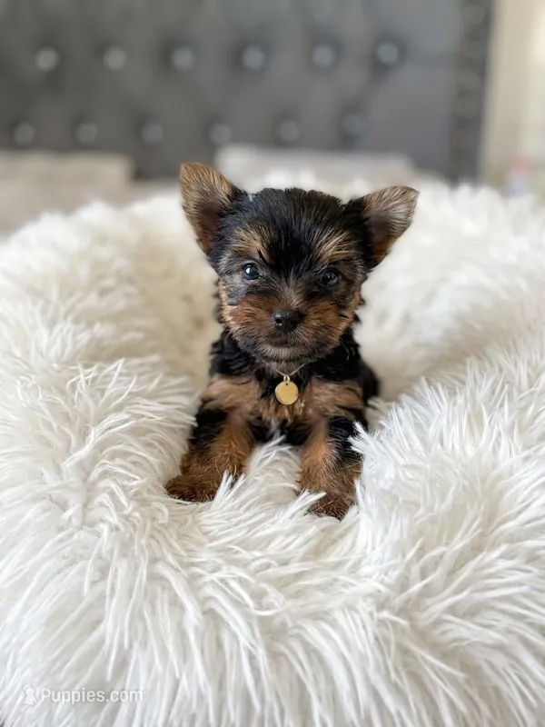 Spike  – Yorkshire Terrier puppy for sale in Riverside, CA