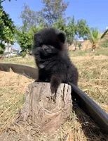 Reed, a male Pomeranian for sale in Riverside, CA – 7 of 8