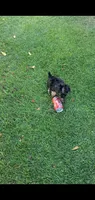 Dazzle, a male Yorkshire Terrier for sale in Riverside, CA – 5 of 8
