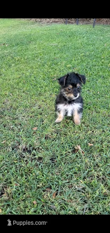 Cooper – Yorkshire Terrier puppy for sale in Riverside, CA