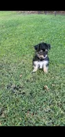 Cooper, a male Yorkshire Terrier for sale in Riverside, CA – 1 of 9