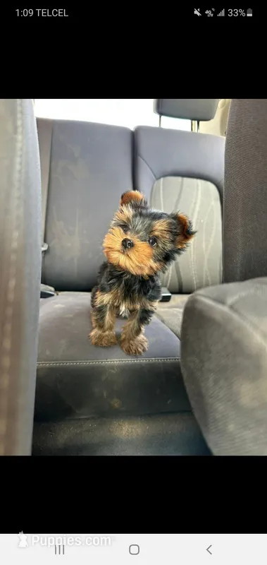Todd (Mini small size) – Yorkshire Terrier puppy for sale in Riverside, CA