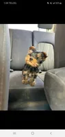 Todd (Mini small size), a male Yorkshire Terrier for sale in Riverside, CA – 1 of 9