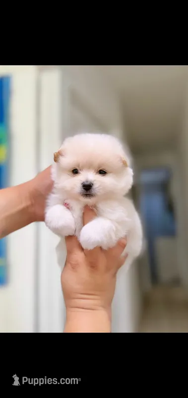 Rocky (Blue eyes) – Pomeranian puppy for sale in Riverside, CA