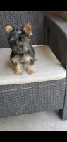 Dazzle (Mini size), a male Yorkshire Terrier for sale in Riverside, CA – 2 of 8