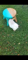 White , a male Pomeranian for sale in Riverside, CA – 5 of 8