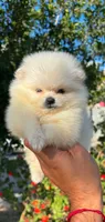 White (Teacup size), a male Pomeranian for sale in Riverside, CA – 5 of 8