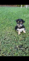 Cooper, a male Yorkshire Terrier for sale in Riverside, CA – 3 of 9