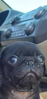 Oreo, a male Pug for sale in Riverside, CA – 3 of 3
