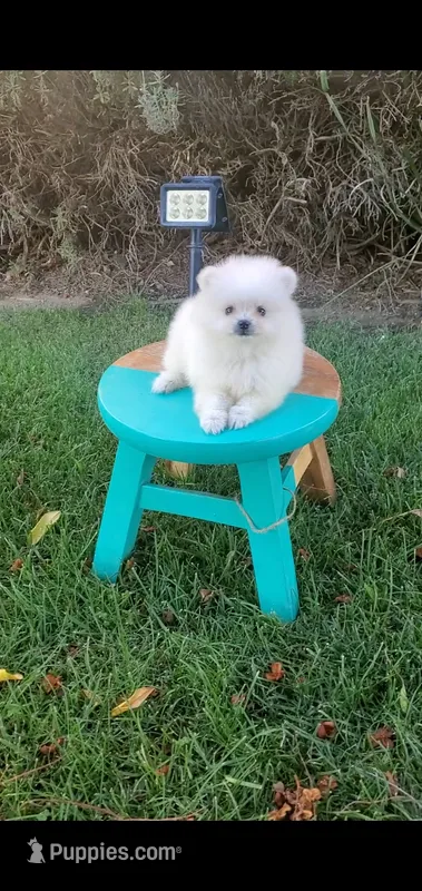 White  – Pomeranian puppy for sale in Riverside, CA