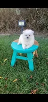 White , a male Pomeranian for sale in Riverside, CA – 1 of 8