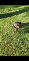 Oreo, a male Yorkshire Terrier for sale in Riverside, CA – Photo 5 of 9