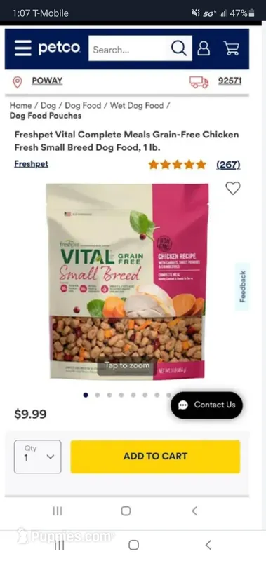 Max (Teacup) – Yorkshire Terrier puppy on hold in Riverside, CA