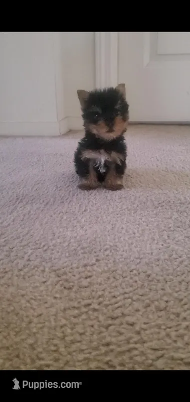 Max (Teacup) – Yorkshire Terrier puppy for sale in Riverside, CA