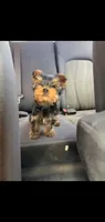 Todd (Mini small size), a male Yorkshire Terrier for sale in Riverside, CA – 5 of 9