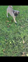 Todd, a male Pug for sale in Riverside, CA – 4 of 9