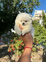 White (Tiny Teacup size), a male Pomeranian for sale in Riverside, CA – 2 of 8