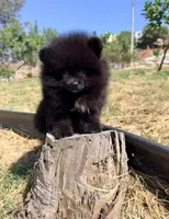 Reed, a male Pomeranian for sale in Riverside, CA – 5 of 8