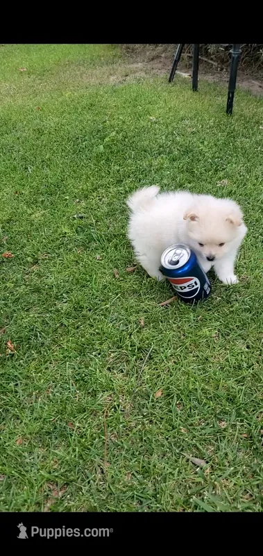 Max (Gray eyes) – Pomeranian puppy for sale in Riverside, CA